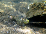 Salaria basilisca, author: Pillon, Roberto