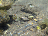 Salaria basilisca, author: Pillon, Roberto