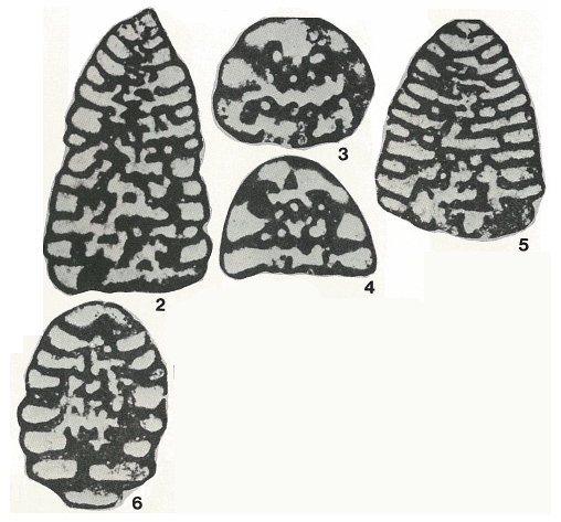 Coskinolina (Coskinon) rajkae Hottinger & Drobne, 1980 Coskinolina (Coskinon) rajkae Hottinger & Drobne, 1980