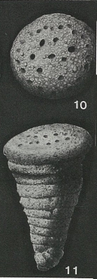 Pseudolituonella reicheli Marie, 1954 Pseudolituonella reicheli Marie, 1954