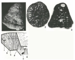 Abrardia mosae (Hofker, 1955)