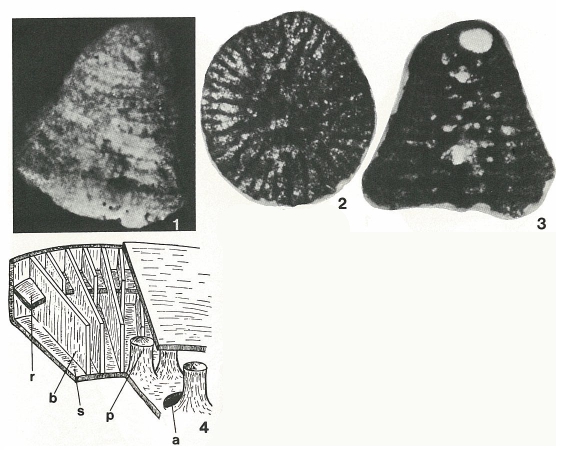 Abrardia mosae (Hofker, 1955) Abrardia mosae (Hofker, 1955)