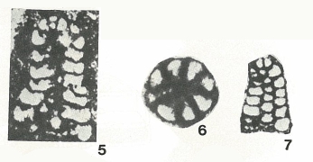 Campanellula capuensis De Castro, 1964 Campanellula capuensis De Castro, 1964