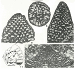 Calveziconus lecalvezae Caus & Cornella, 1982