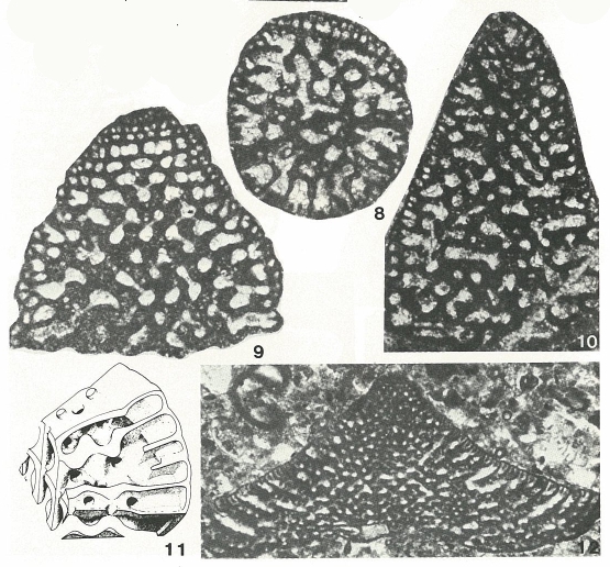 Calveziconus lecalvezae Caus & Cornella, 1982 Calveziconus lecalvezae Caus & Cornella, 1982