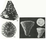 Coskinolinoides texanus Keijzer, 1942