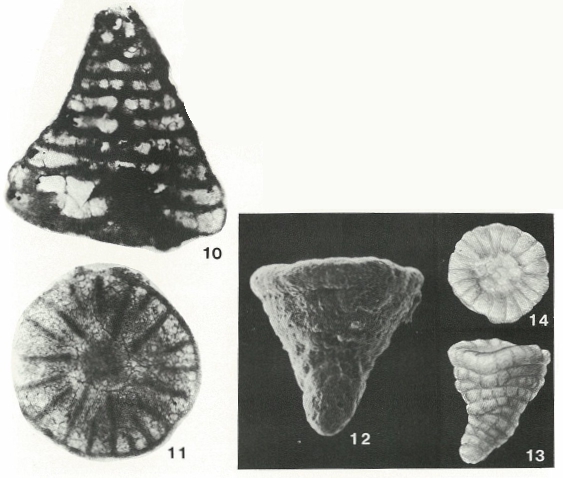 Coskinolinoides texanus Keijzer, 1942 Coskinolinoides texanus Keijzer, 1942
