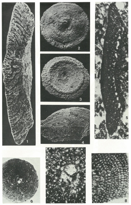 Pseudorbitolina marthae Douvillé, 1910 Pseudorbitolina marthae Douvillé, 1910