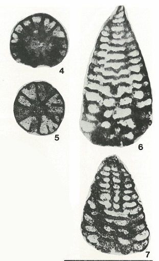 Coskinolinoides jamaicensis Cole, 1956 Coskinolinoides jamaicensis Cole, 1956