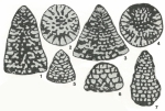 Fallotella alavensis Mangin, 1954