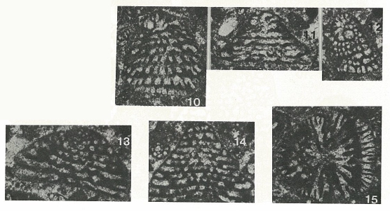 Heterocoskinolina ruskei Saint-Marc, 1978 Heterocoskinolina ruskei Saint-Marc, 1978