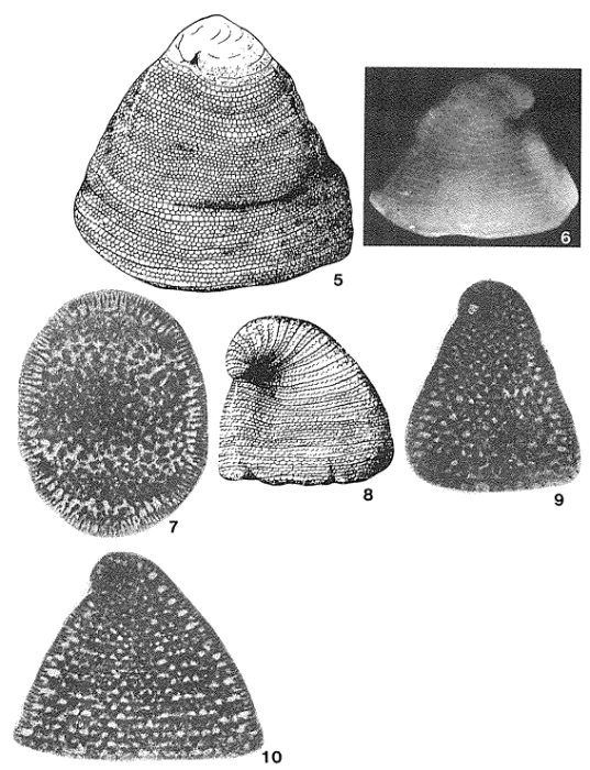 Dictyoconus cuvillieri Foury, 1963 Dictyoconus cuvillieri Foury, 1963