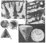 Simplorbitolina manasi Ciry & Rat, 1953