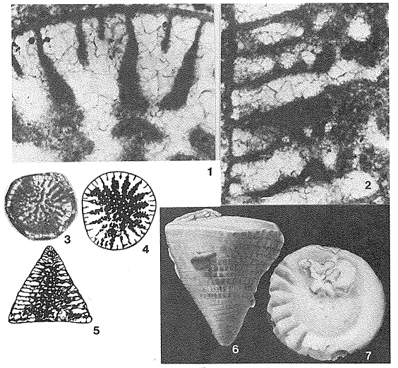 Simplorbitolina manasi Ciry & Rat, 1953 Simplorbitolina manasi Ciry & Rat, 1953