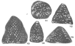 Valdanchella miliani (Schroeder, 1968)