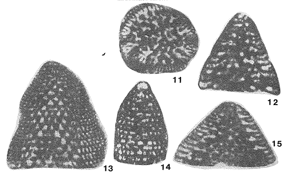 Valdanchella miliani (Schroeder, 1968) Valdanchella miliani (Schroeder, 1968)