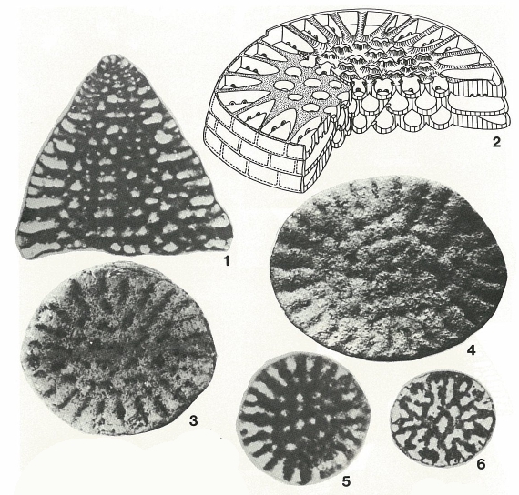 Orbitolinopsis kiliani Henson, 1948 Orbitolinopsis kiliani Henson, 1948