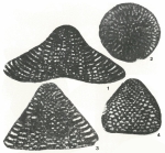 Alpillina antiqua Foury, 1968
