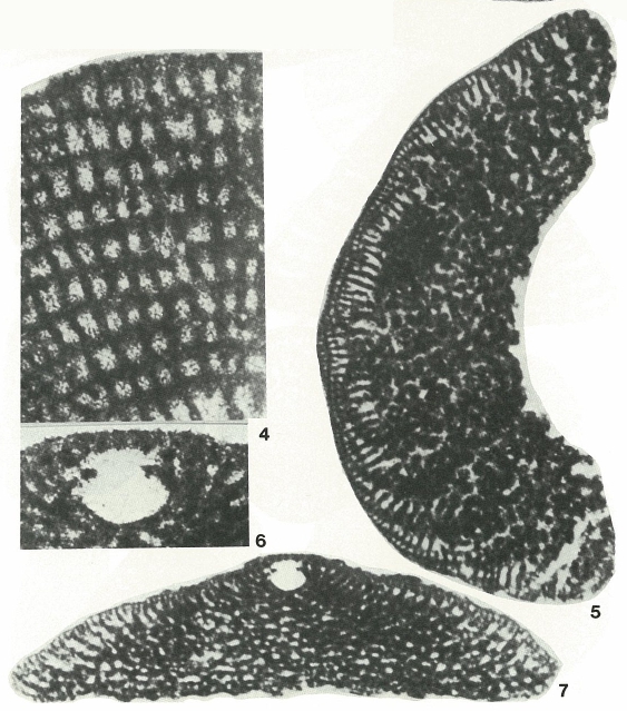 Dictyorbitolina ichnusae Cherchi & Schroeder, 1975 Dictyorbitolina ichnusae Cherchi & Schroeder, 1975