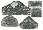 Eopalorbitolina charollaisi Schroeder, 1968