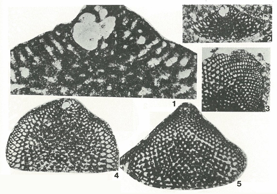 Eopalorbitolina charollaisi Schroeder, 1968 Eopalorbitolina charollaisi Schroeder, 1968