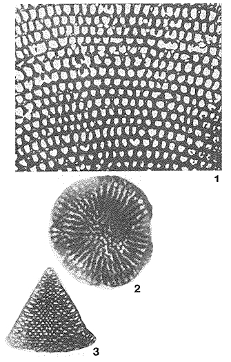 Neorbitolinopsis conulus (Douvillé, 1912) Neorbitolinopsis conulus (Douvillé, 1912)