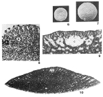 Palorbitolina lenticularis (Blumenbach, 1805)