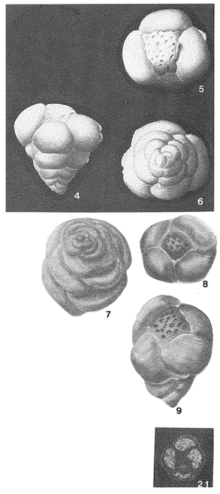 Tetraminouxia gibbosa Gendrot, 1963 Tetraminouxia gibbosa Gendrot, 1963