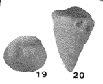 Pseudomarssonella maxima Redmond, 1965