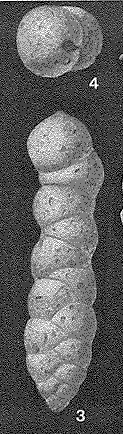 Haeuslerella pukeuriensis Parr, 1936 Haeuslerella pukeuriensis Parr, 1936