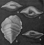 Semivulvulina capitata (Stache, 1864)