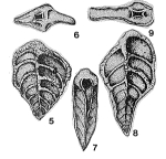 Tetragonostomina rhombiformis Mikhalevich, 1975
