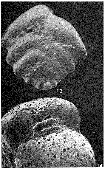 Karrerotextularia gabonica Le Calvez, de Klasz & Brun, 1974 Karrerotextularia gabonica Le Calvez, de Klasz & Brun, 1974
