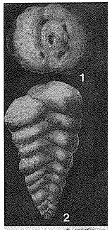 Olssonina cribrosa Bermúdez, 1949 Olssonina cribrosa Bermúdez, 1949