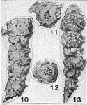 Cribrobigenerina parkerae Andersen, 1961