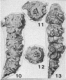 Cribrobigenerina parkerae Andersen, 1961 Cribrobigenerina parkerae Andersen, 1961