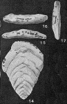 Poritextularia mexicana Loeblich & Tappan, 1952