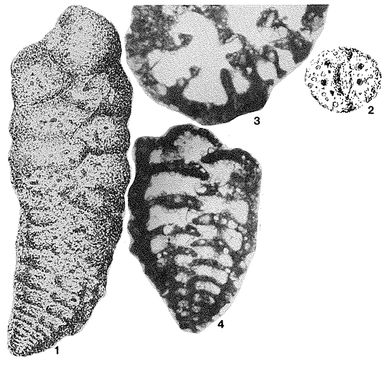 Colomita irregularis (Seguenza, 1880) Colomita irregularis (Seguenza, 1880)