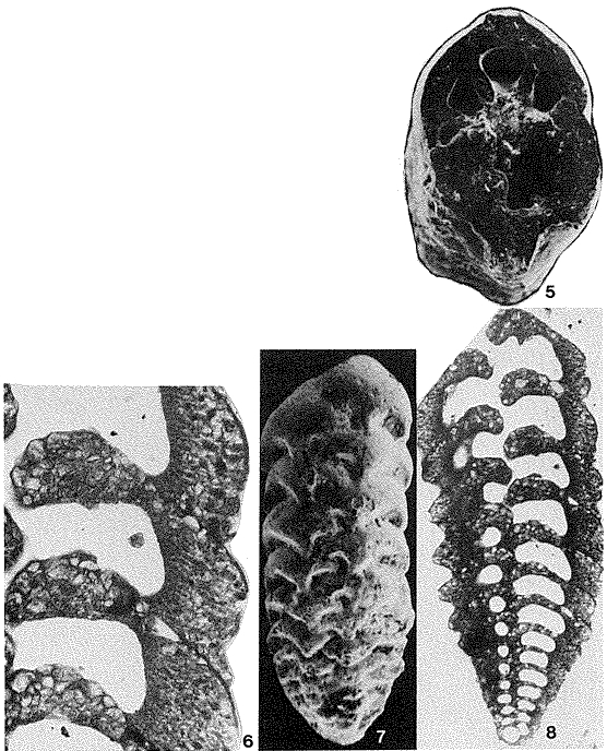 Septotextularia rugosa Cheng & Zheng, 1978 Septotextularia rugosa Cheng & Zheng, 1978