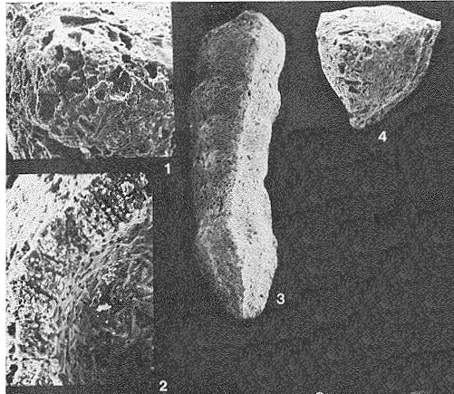 Clavulinopsis hofkeri Banner & Desai, 1985 Clavulinopsis hofkeri Banner & Desai, 1985