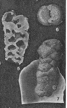 Textularioides inflata Cushman, 1911 Textularioides inflata Cushman, 1911