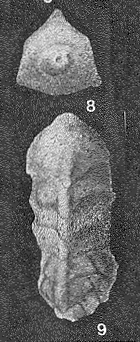 Clavulinoides trilatera (Cushman, 1926) Clavulinoides trilatera (Cushman, 1926)
