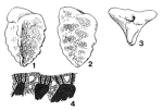 Valvoreussella bronnii (Reuss, 1845)