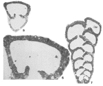 Pseudogaudryina atlantica (Bailey, 1851)