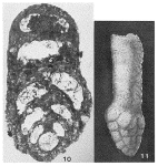 Clavulina clavata Cushman, 1926