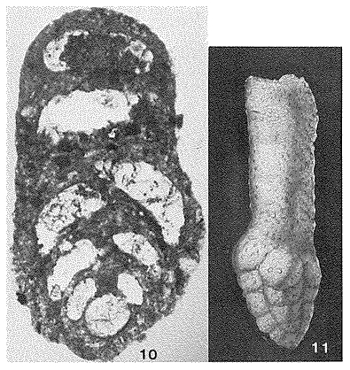 Clavulina clavata Cushman, 1926 Clavulina clavata Cushman, 1926