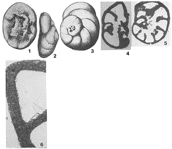 Discorinopsis gunteri Cole, 1941 Discorinopsis gunteri Cole, 1941