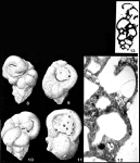 Cribrobulimina mixta (Parker & Jones, 1865)