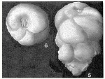 Makarskiana trochoidea van Soest, 1942