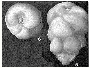 Makarskiana trochoidea van Soest, 1942 Makarskiana trochoidea van Soest, 1942